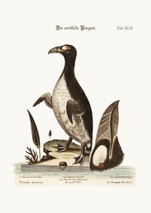 Pohjoinen pingviini, 1749-73
